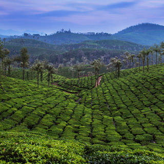 Valparai - Theevelden